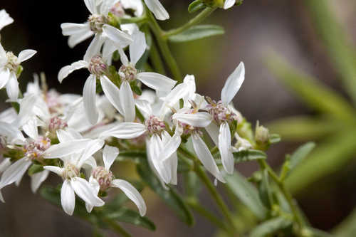 Sericocarpus linifolius #20